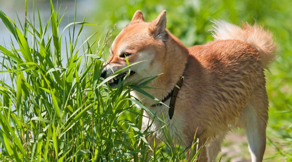 Use of Sea Vegetables, Greens, and Grasses for Raw Fed Cats and Dogs