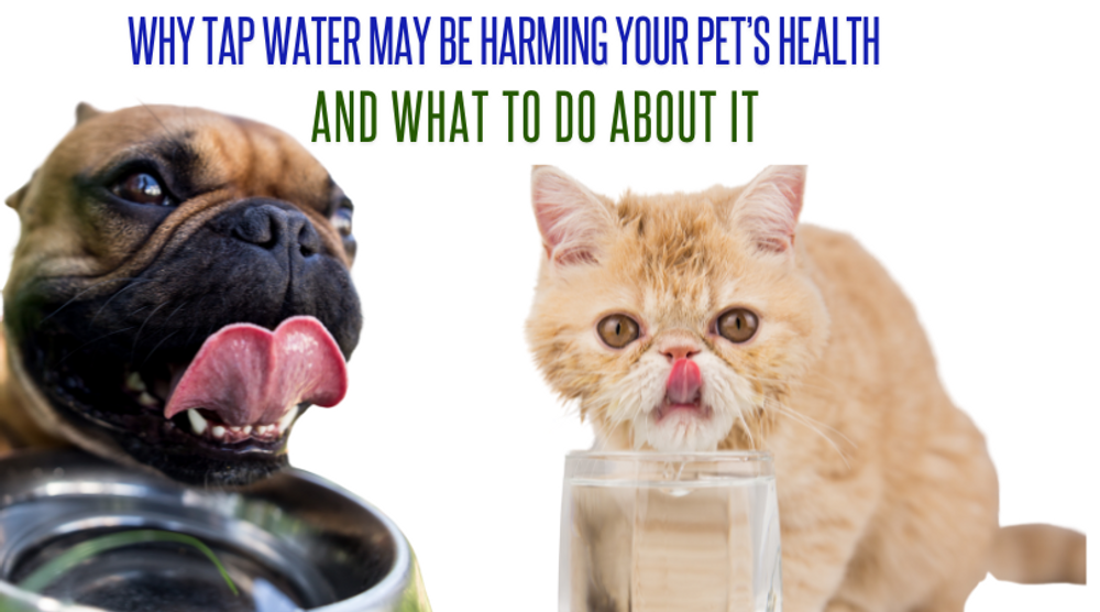 Why Tap Water May Be Harming Your Pet’s Health (And What to Do About It)