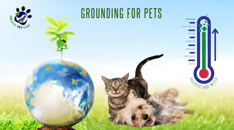 Grounding for Pets: Can Your Dog or Cat Benefit from Earthing?