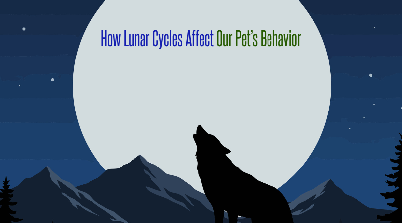Lunar Cycles Affect Our Pet’s Behavior and Healing