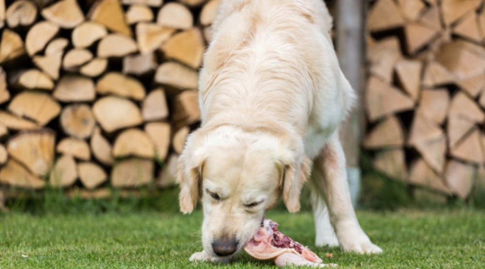 Beginner Guidelines for Feeding a Raw Diet to Your Dog Beginner Guidelines for Feeding a Raw Diet to Your Dog