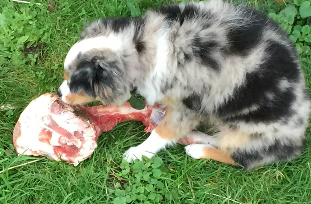 Raw Food Diet for Dogs and Cats Raw Food Diet for Dogs and Cats