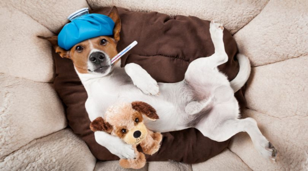 What Can I Give My Dog that is Natural for Fever? What Can I Give My Dog that is Natural for Fever?