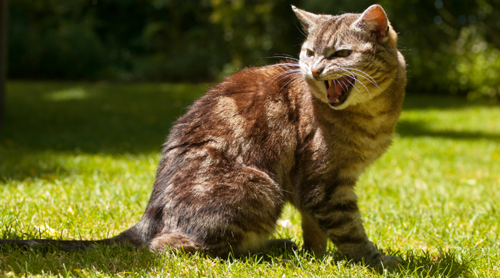 Feline Hyperthroidism	