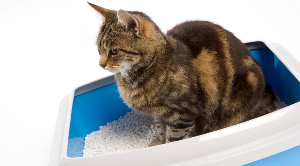 Feline Lower Urinary Tract Disease	