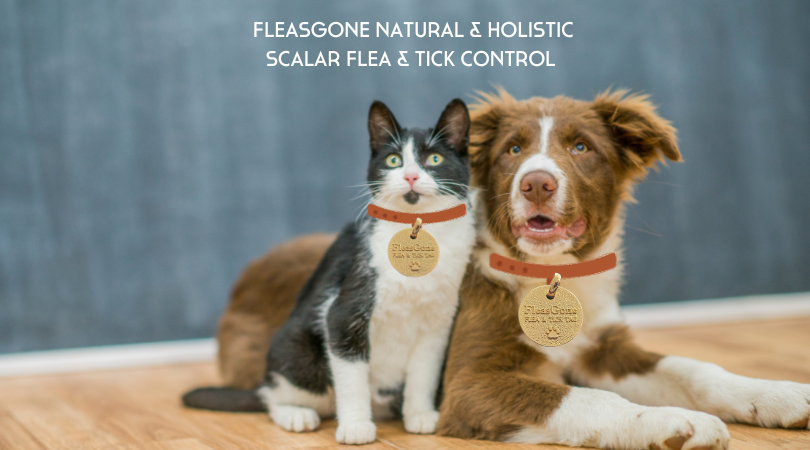 Non-Toxic Flea and Tick Prevention: How the FleasGone Tag Works