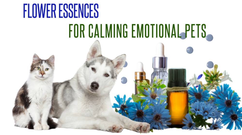 Why Use Flower Essences for Emotional Pets?