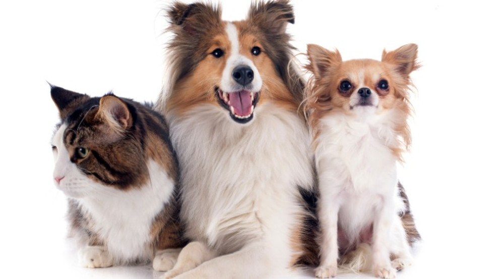 Is Glandular Therapy Necessary For Dogs? Is Glandular Therapy Necessary For Dogs?