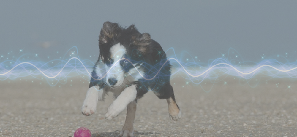 Go High Vibe - Organic Health Care For Pets Go High Vibe - Organic Health Care For Pets