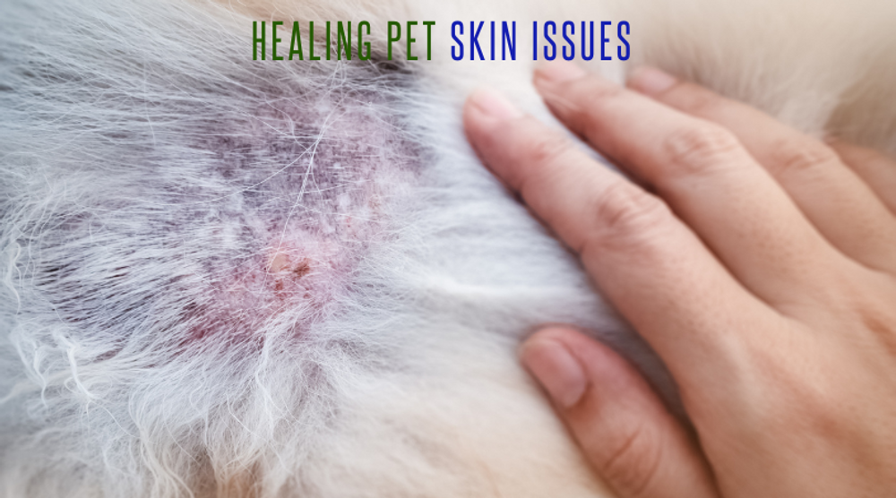 Healing Pet Skin Issues from the Inside Out