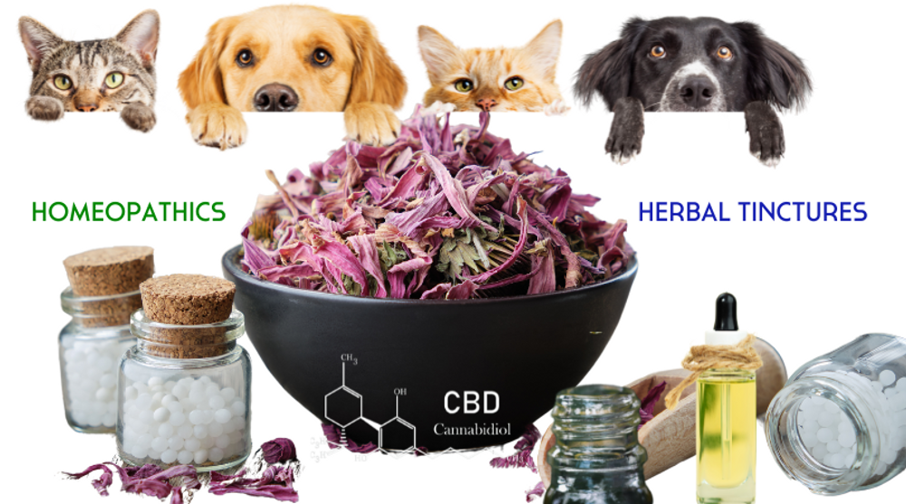 Holistic Support for Pets for Pre and Post-Surgery Care: Homeopathic Remedies, Herbal Tinctures, and CBD 