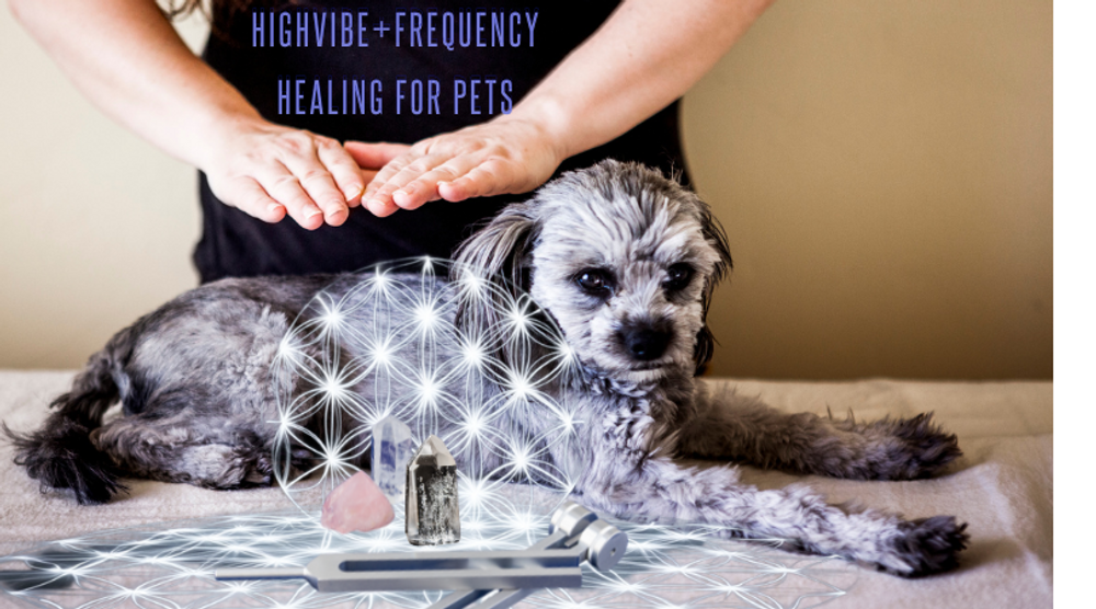 HighVibe+ Frequency Healing for Pets