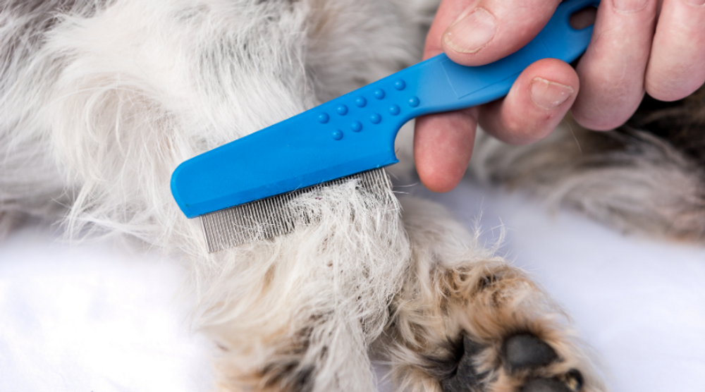 Natural Flea Prevention For Dogs	 Natural Flea Prevention For Dogs