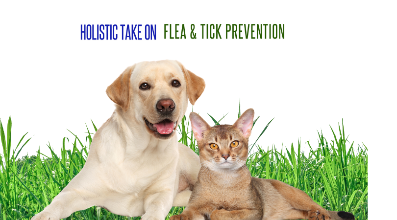 Reminder - A Holistic Take on Flea & Tick Prevention