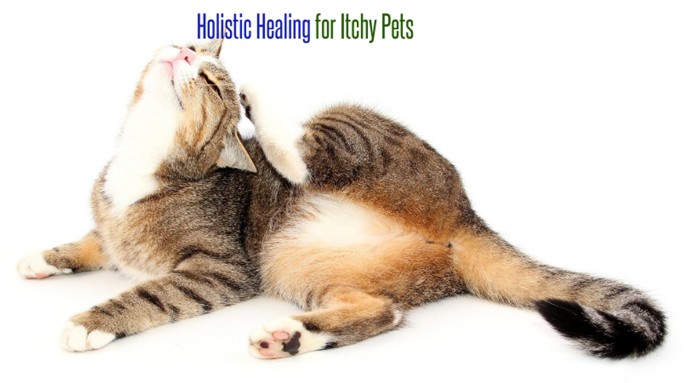 Holistic Healing for Itchy Pets