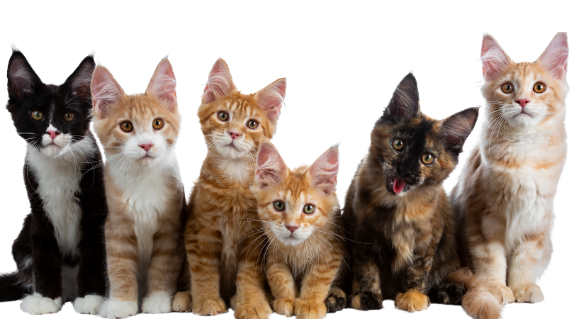 Holistic Remedies For Cats