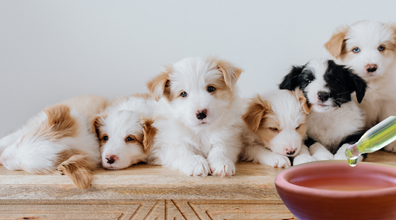 What are Homeopathic Nosodes For Pets?