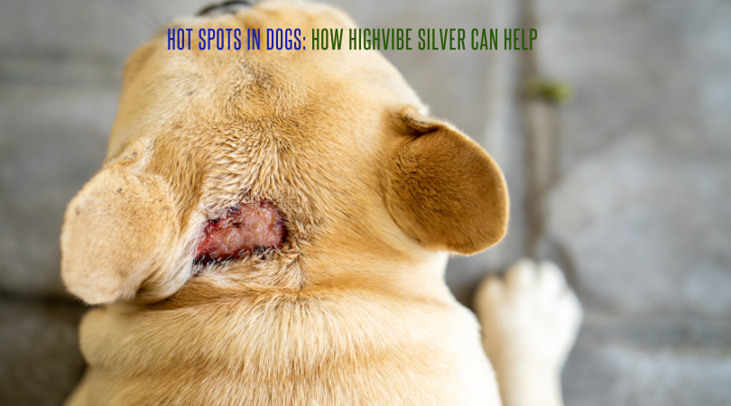 Hot Spots in Dogs: How HighVibe Silver Can Help