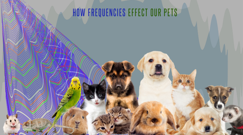 How Frequencies Effect Our Pets
