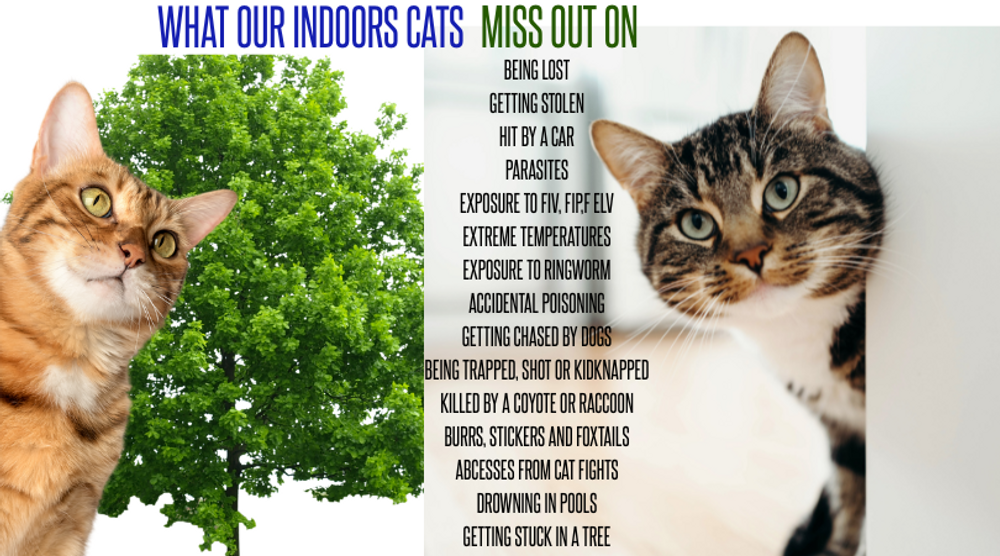 Should Cats Stay Indoors or Be Allowed to Roam? Let’s Explore Both Sides