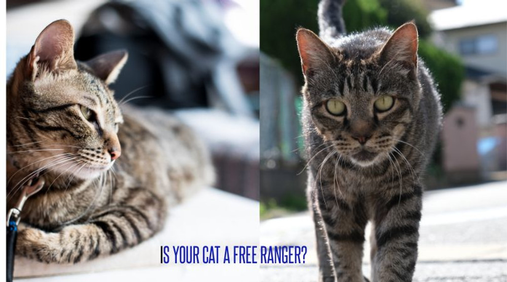 Should Your Cat Be a Free-Range Maverick?