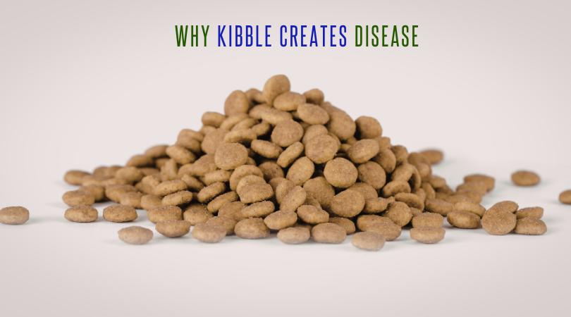 Why Kibble Creates Disease