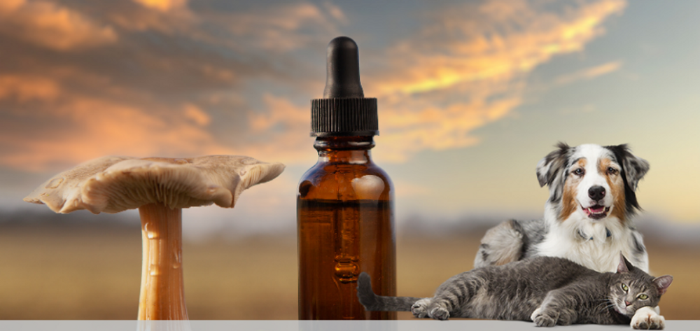 Medicinal Mushrooms for Dogs & Cats