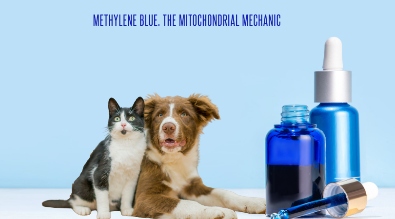 Methylene Blue. The Mitochondrial Mechanic. A New Frontier in Holistic Pet Care?