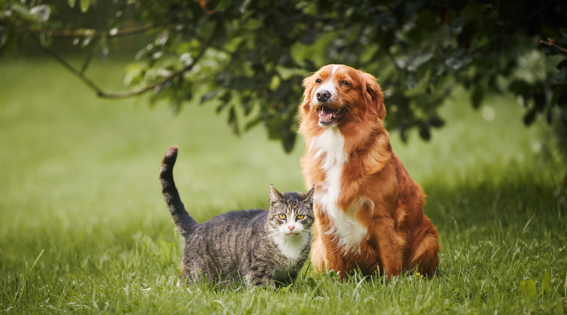  Rethinking the Germ Theory: A Naturopathic Approach to Holistic Pet Care