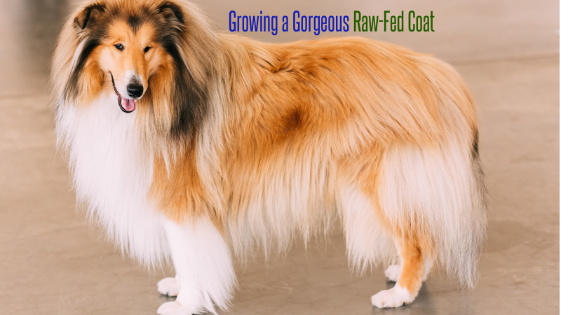 Natural Tips for Growing a Gorgeous Raw-Fed Coat