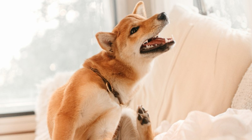 Naturopathic Approach to Parasites