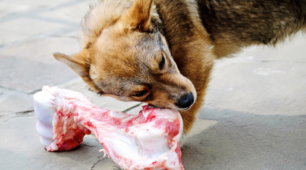 Raw Feeding: Crucial to Naturopathic Health for Pets