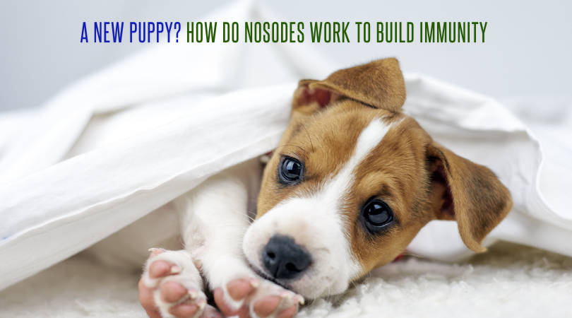 A New Puppy? How do Nosodes Work to Build Immunity