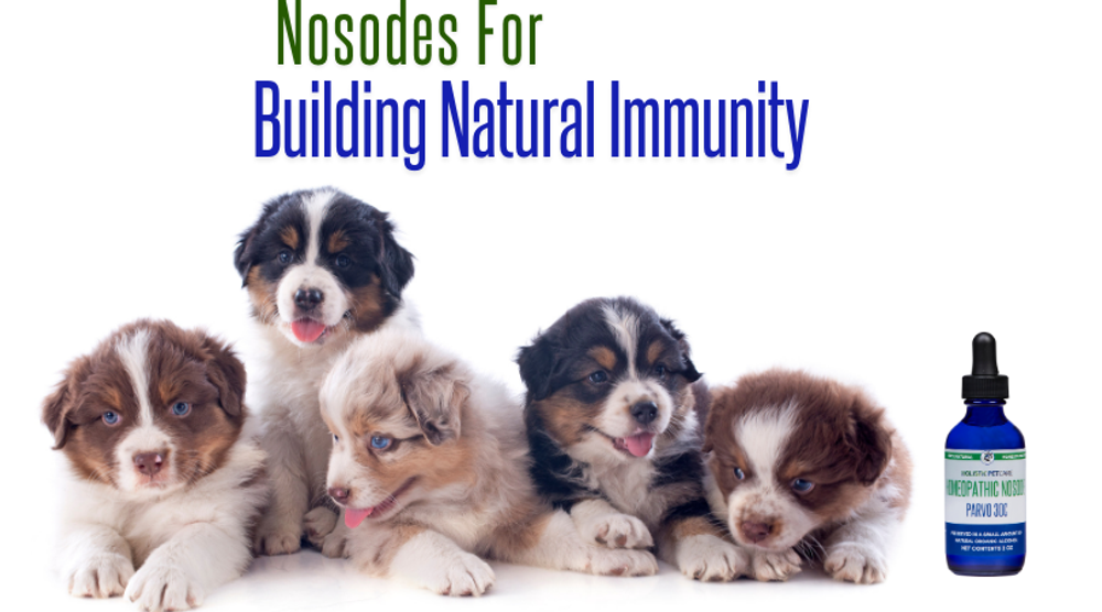 Nosodes: A Natural, Safe Alternative to Vaccines for Dogs