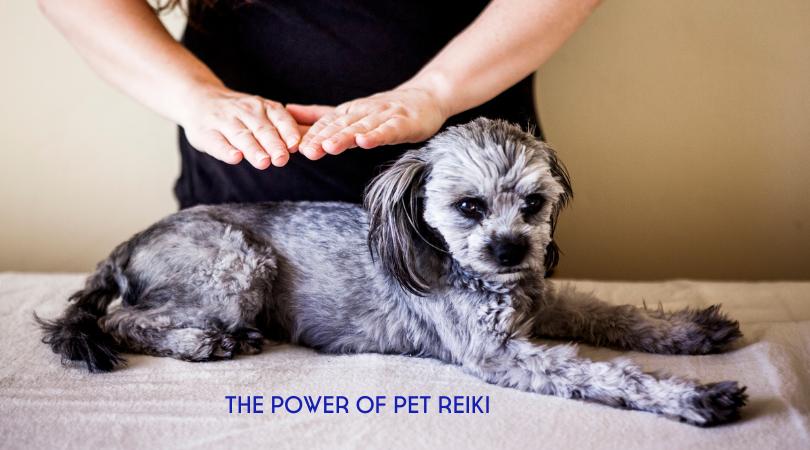The Power of Pet Reiki