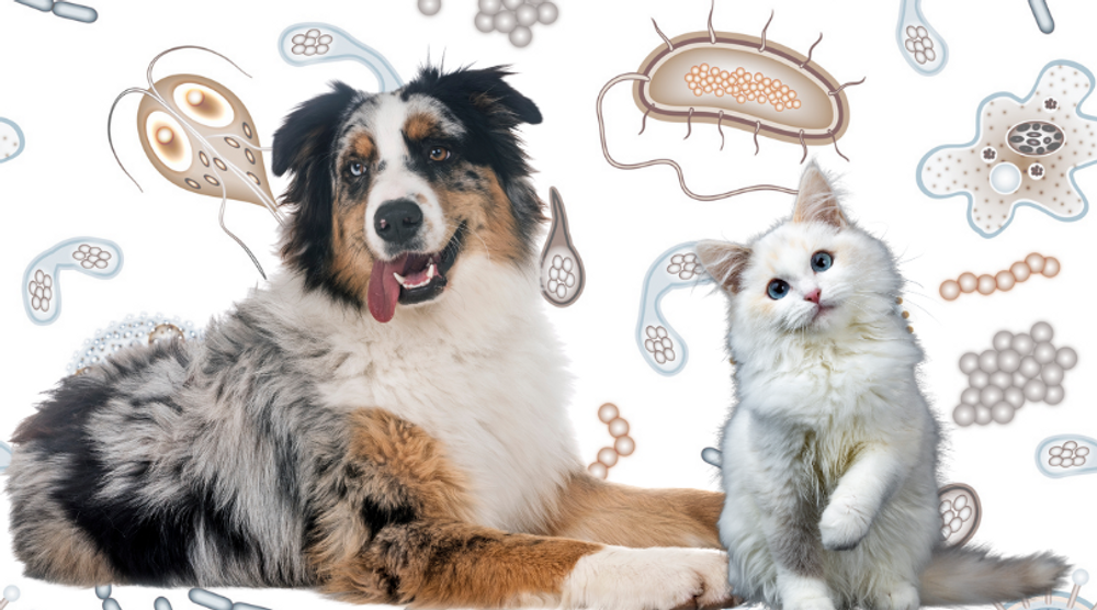 Will Colloidal Silver Affect My Pet's Gut Bacteria?