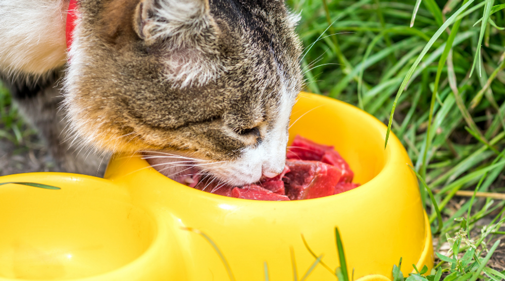 Raw Diet For Cats -Why is it Important?
