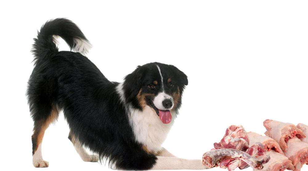 What Is The Raw Food Diet For Dogs?