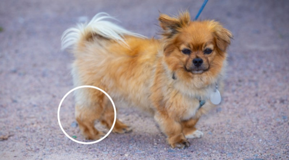 Naturally Treating Luxating Patella Naturally Treating Luxating Patella