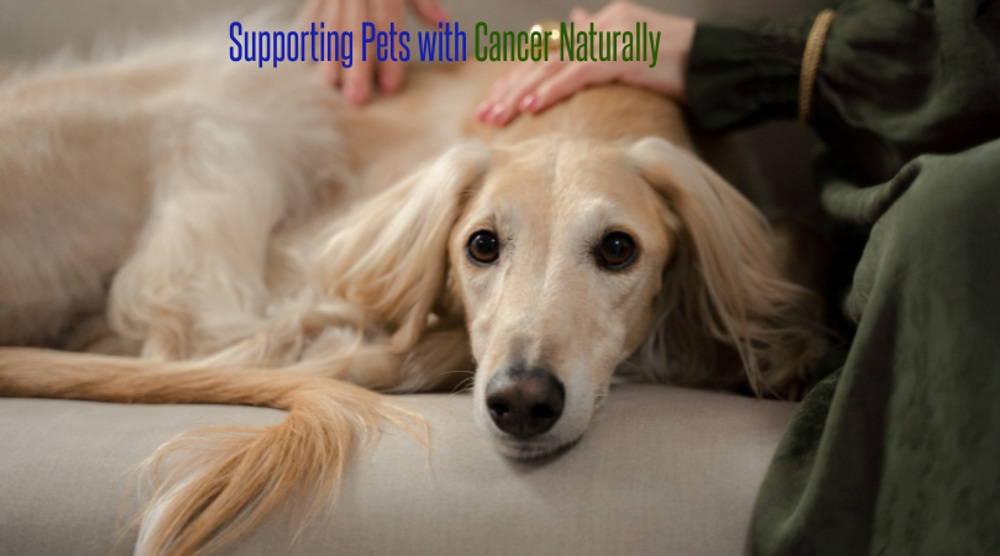 Supporting Pets with Cancer Naturally and Holistically