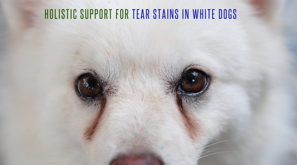 Why White Dogs Get Tear Stains – And How to Prevent Them Naturally