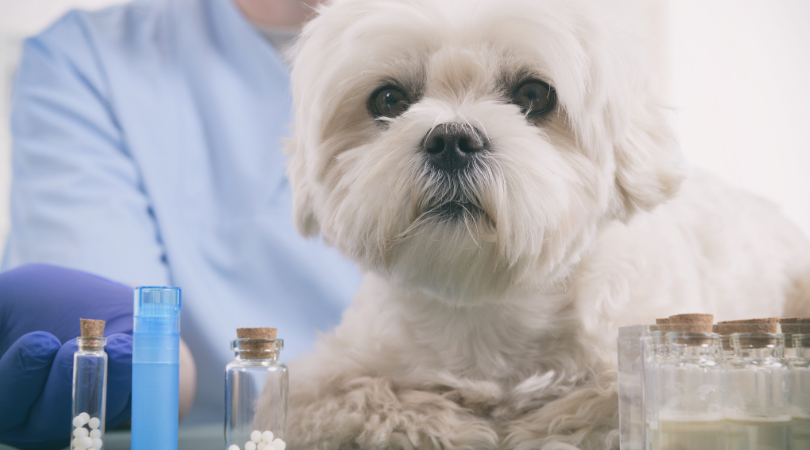 Top 10 Homeopathic Remedies for Pets