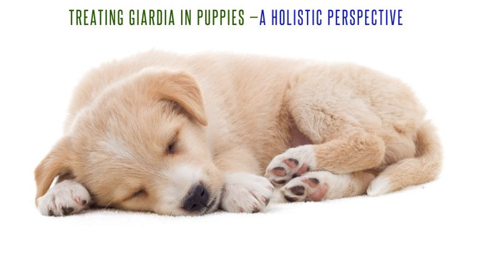 Treating Giardia in Puppies —A Holistic Perspective 