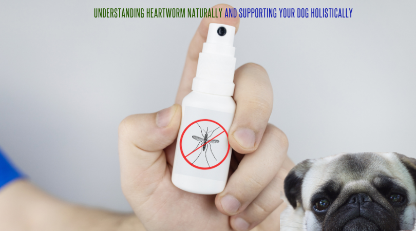 Understanding Heartworm Naturally and Supporting Your Dog Holistically