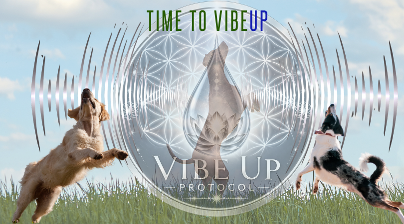 Learn About Living The High Vibe Life