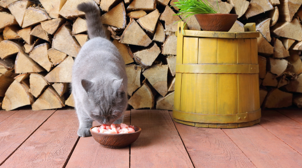 What is a Healthy Cat Diet?  What is a Healthy Cat Diet?