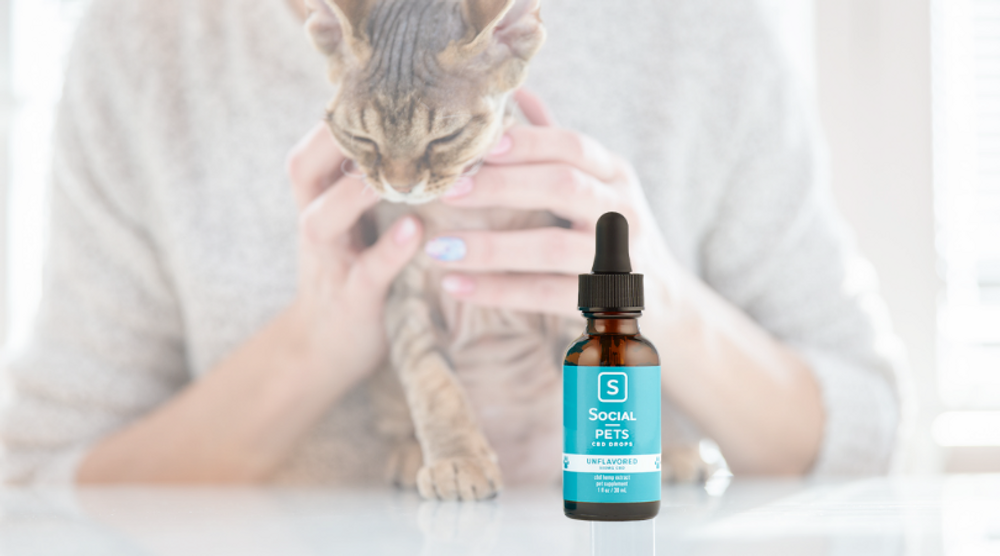What is CBD For Pets?