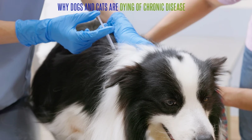 Why Dogs and Cats Are Dying of Chronic Disease