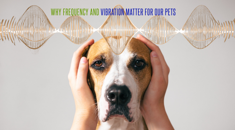 Why Frequency and Vibration Matter for Our Pets