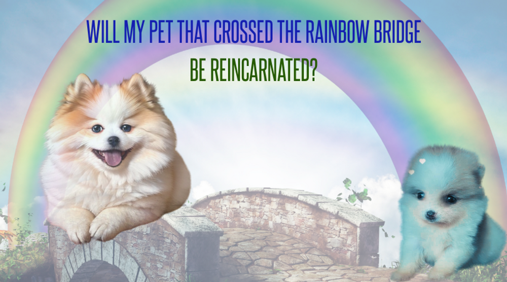 Do Pets Reincarnate? A High-Vibe Perspective on Our Animal Soulmates Returning